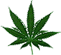 cannabisicon.gif (6675 bytes)